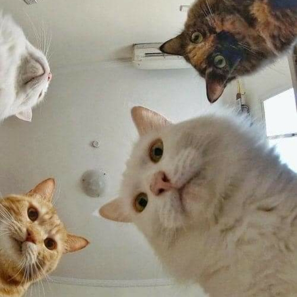 Meet your Posher, Sandralee - Picture 1 of 1